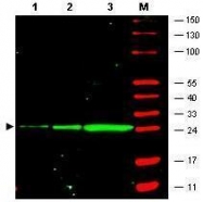GTX21218 - GFP