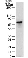 GTX22230 - B-cell linker protein / BLNK
