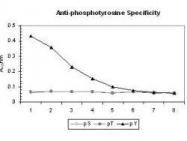 GTX22287 - Phosphotyrosine