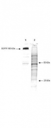 GTX22287 - Phosphotyrosine