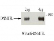GTX23493 - DNMT3L