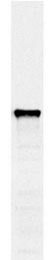 GTX24644 - Protein disulfide-isomerase / PDI