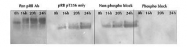 GTX24780 - Retinoblastoma-associated protein / RB1