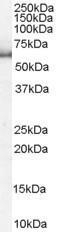 GTX26035 - KPNA1 / Importin alpha-1