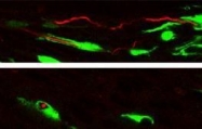 GTX26556 - GFP