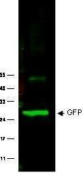 GTX26556 - GFP