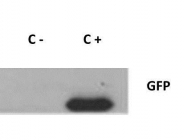 GTX26556 - GFP