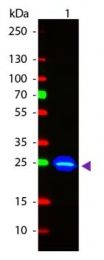 GTX26662 - GFP