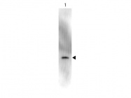 GTX26663 - GFP