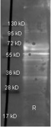 GTX26666 - Fibrinogen