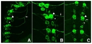 GTX26673 - GFP