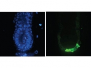 GTX26673 - GFP