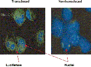 GTX27358 - Luciferase