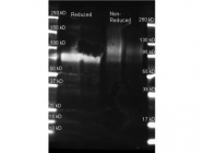 GTX28562 - Glucose Oxidase