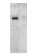 GTX29110 - HA Epitope Tag (YPYDVPDYA)