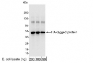 GTX29110 - HA Epitope Tag (YPYDVPDYA)