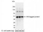 GTX29110 - HA Epitope Tag (YPYDVPDYA)