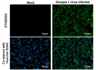 GTX29202 - pan Dengue Virus