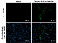 GTX29202 - pan Dengue Virus