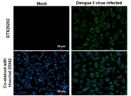 GTX29202 - pan Dengue Virus