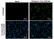 GTX29202 - pan Dengue Virus