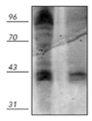 GTX29337 - Phosphothreonine