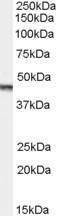 GTX29689 - Aurora kinase A