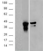 GTX29689 - Aurora kinase A