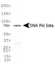 GTX30135 - DNA polymerase iota