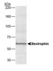 GTX30219 - Bestrophin-1