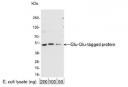GTX30537 - Glu-Glu Epitope Tag (EYMPME)