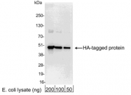 GTX30545 - HA Epitope Tag (YPYDVPDYA)