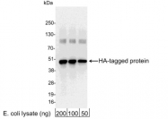 GTX30546 - HA Epitope Tag (YPYDVPDYA)