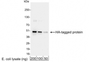 GTX30551 - HA Epitope Tag (YPYDVPDYA)