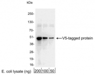 GTX30564 - Pk (V5) Epitope Tag (GKPIPNPLLGLDST)