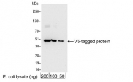 GTX30569 - Pk (V5) Epitope Tag (GKPIPNPLLGLDST)