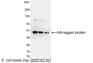 GTX30574 - HA Epitope Tag (YPYDVPDYA)