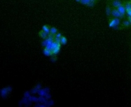 GTX30643 - 14-3-3 protein gamma