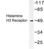 GTX31041 - Histamine H3 receptor