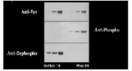 GTX31134 - Tyrosine 3-monooxygenase (TH)