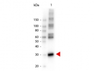 GTX40848 - L-asparaginase 1