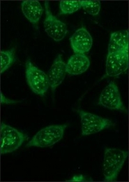 GTX41176 - Luciferase