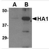 GTX41297 - Influenza A H5N1