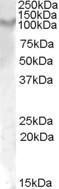 GTX47598 - CD217 / IL17RA
