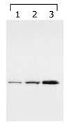 GTX48540 - 14-3-3 protein gamma