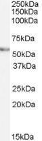 GTX48550 - Vang-like protein 2 (VANGL2)