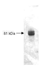 GTX48866 - Carboxypeptidase Y