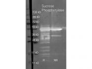GTX48871 - Sucrose phosphorylase