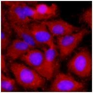 GTX50003 - TNF-beta / Lymphotoxin-alpha