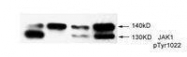GTX50207 - Tyrosine-protein kinase JAK1